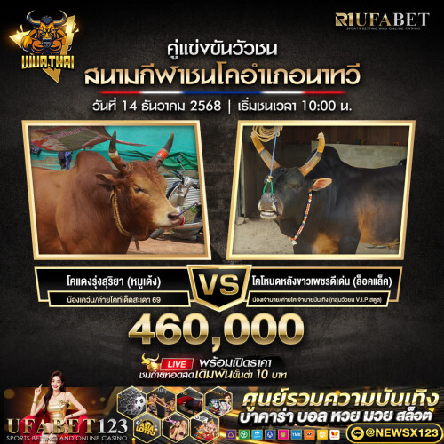 วัวชน 1 (1)