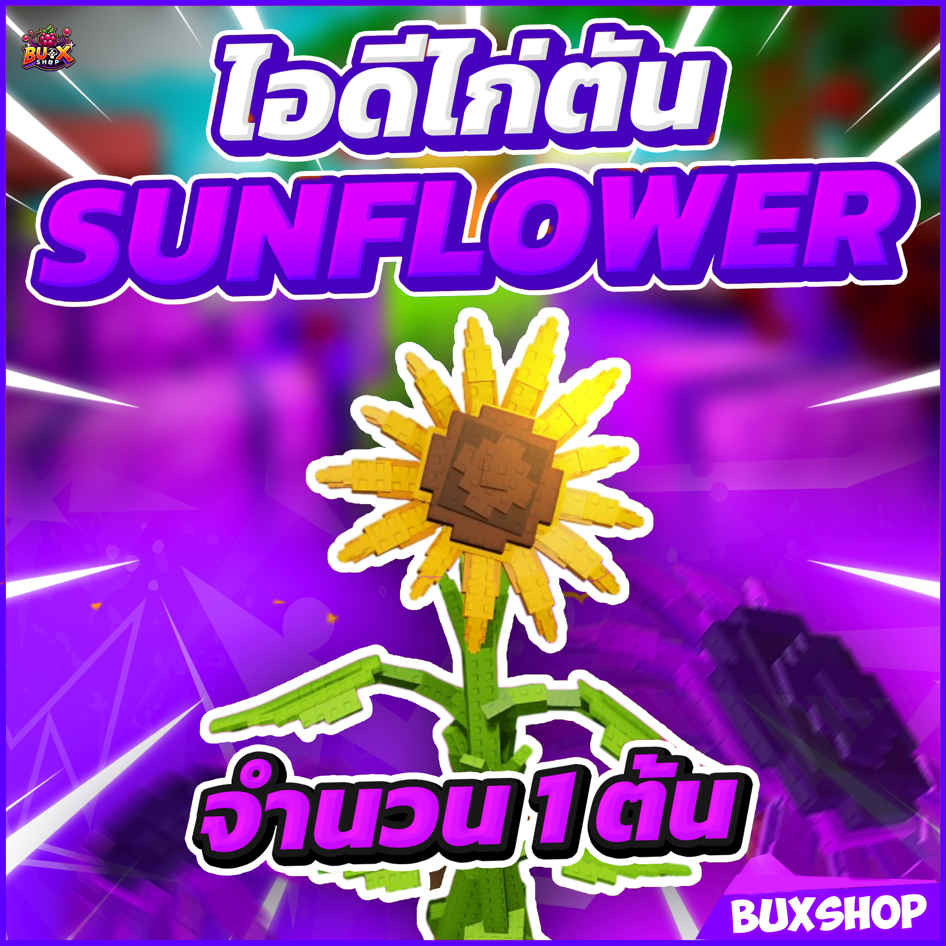 ไก่ตัน Sunflower 🌻
