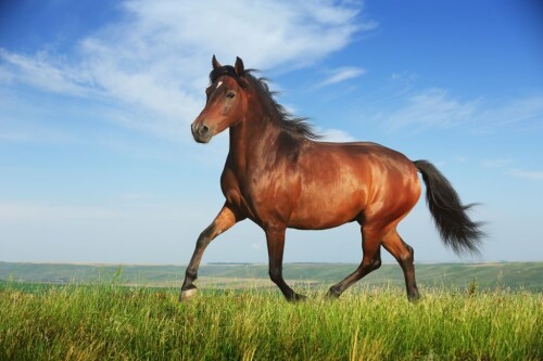 1Horse-1024x681.jpeg