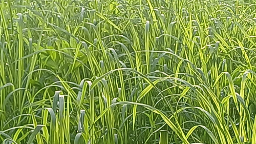 20250802_063706_resize.jpg