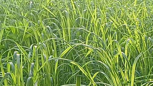 20250802_063710_resize.jpg