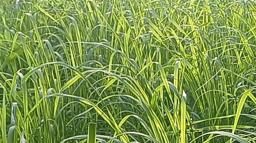 20250802_063717_resize.jpg