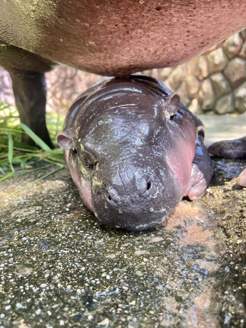 459749647 829178639392644 2383599486726820677 n