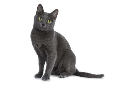 CAT-BREED-Hero-Mobile_0024_Korat.jpeg