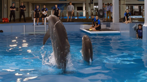 Dolphin.Tale.2.2014.10780p.iT.WEB-DL.DDP5.1.H264Argon.mkv_snapshot_01.29.31.403.jpg