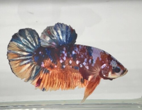 15. Betta fish Nemo Galaxy male