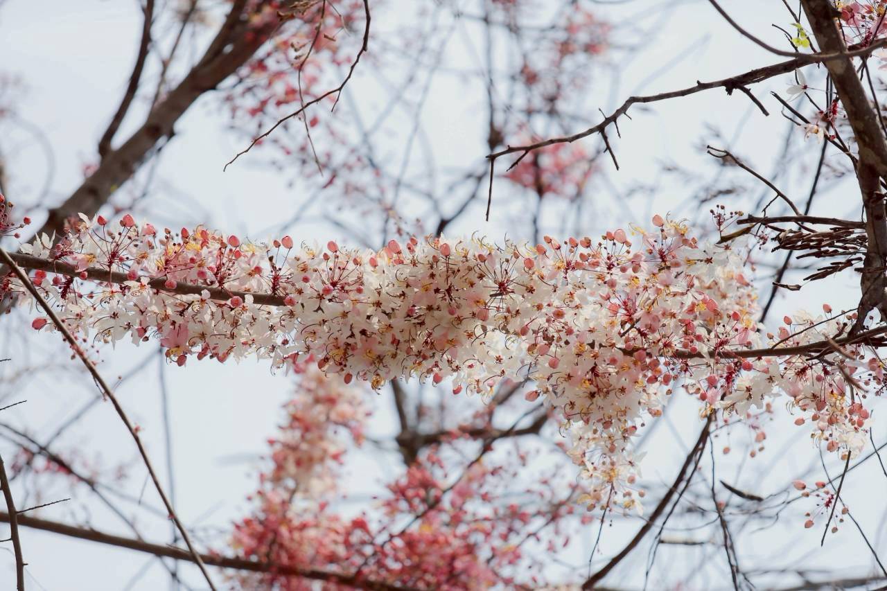 LINE ALBUM 2422026 260224 11