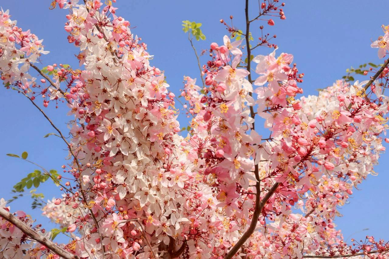 LINE ALBUM 2422026 260224 13