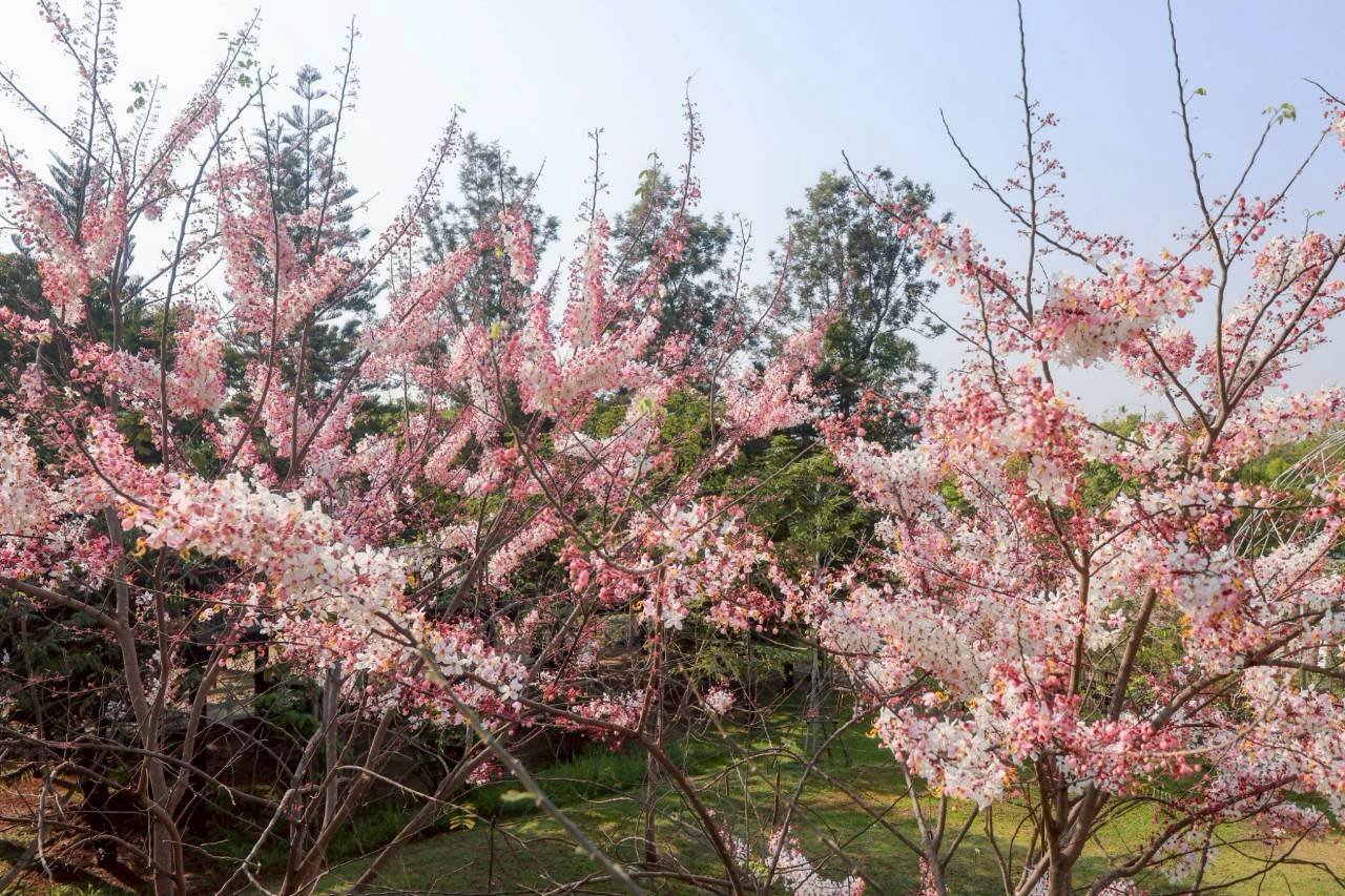 LINE ALBUM 2422026 260224 15