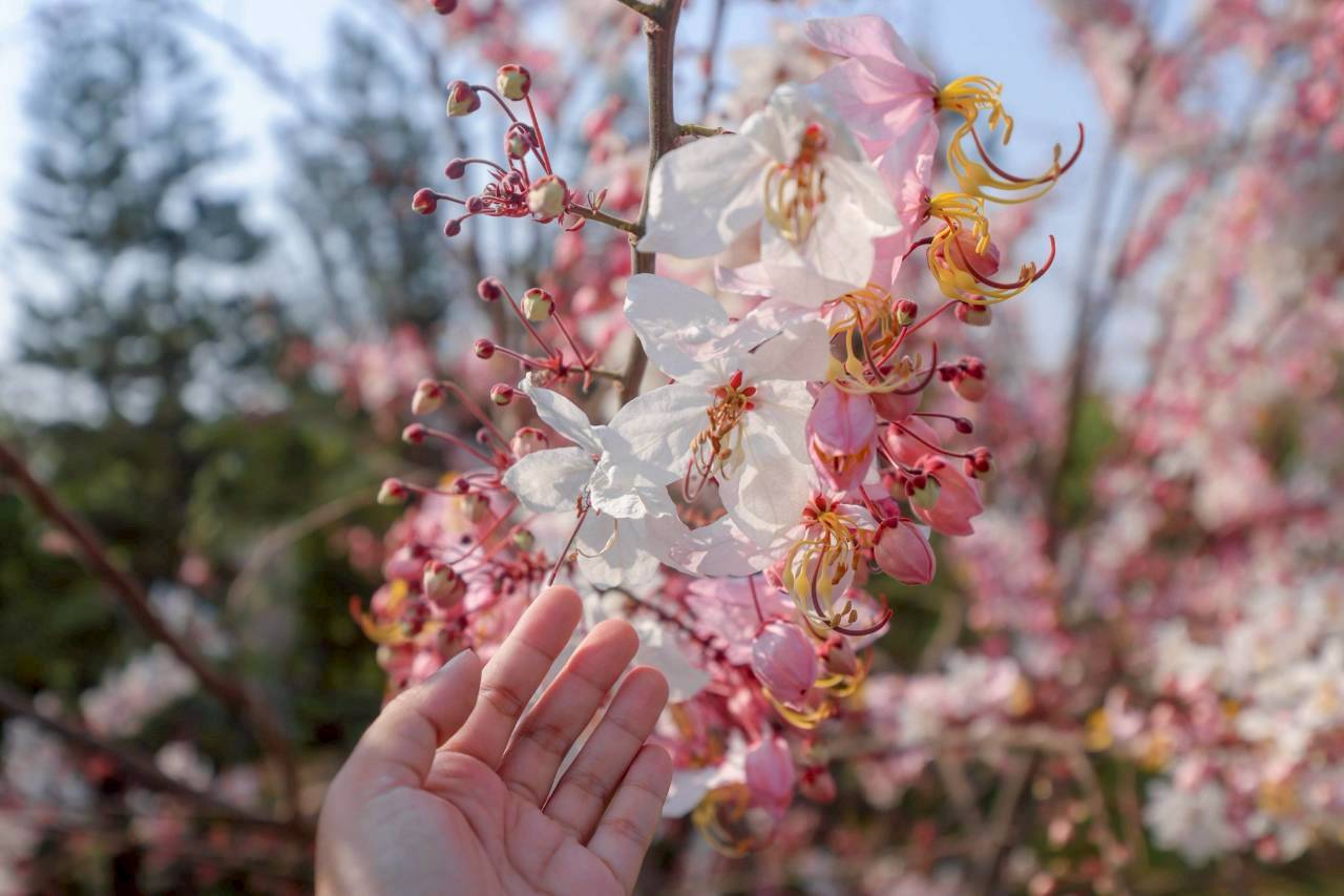 LINE ALBUM 2422026 260224 17