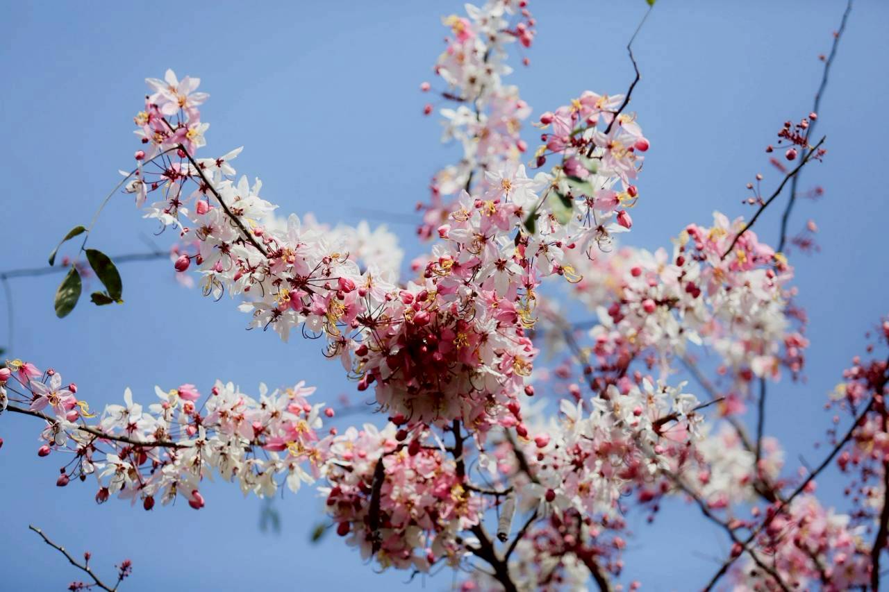 LINE ALBUM 2422026 260224 4