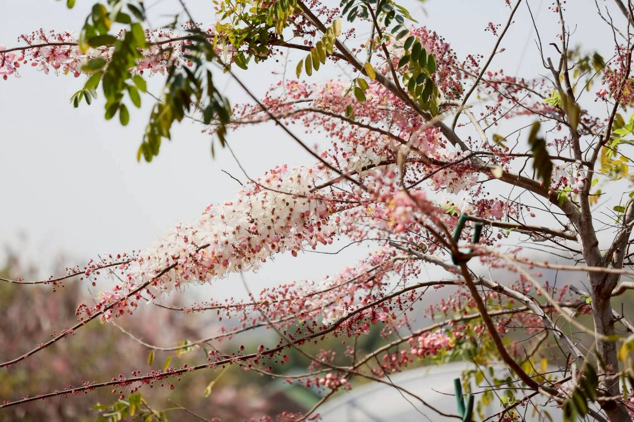 LINE ALBUM 2422026 260224 7