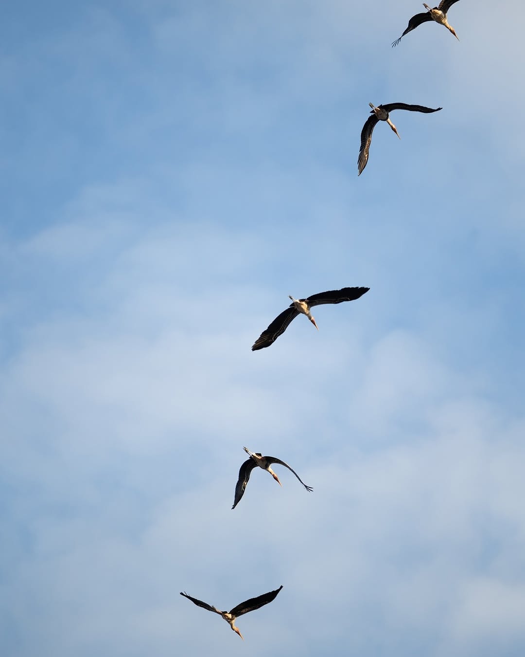 SaveClip App 474200483 18490613686039482 6243984728195762030 n