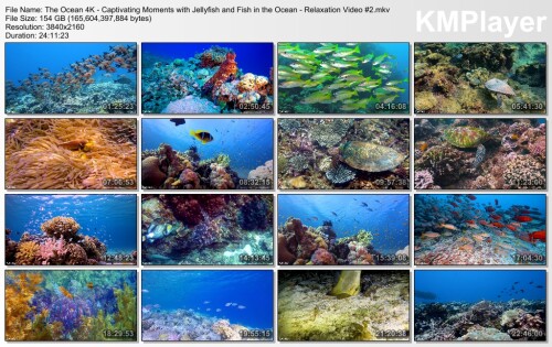 The-Ocean-4K---Captivating-Moments-with-Jellyfish-and-Fish-in-the-Ocean---Relaxation-Video-2.mkv_thumbs_2024.09.09_09.00.51.jpg