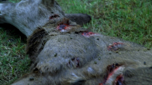 Vampire.Bats.2005.1080p.iT.WEB-DL.DDP5.1.H264Argon-.mkv_snapshot_00.12.28.595.jpg