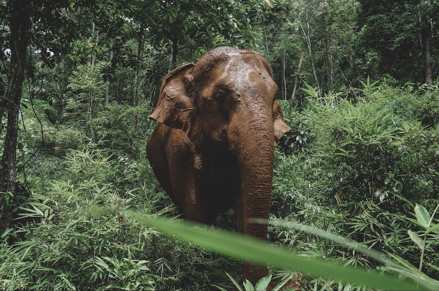 Ethical Elephant Sanctuary in Chiang Mai