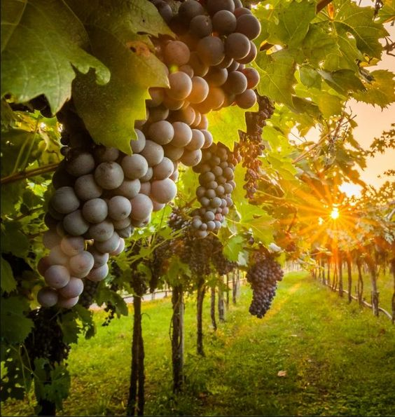 Sonoma Valley