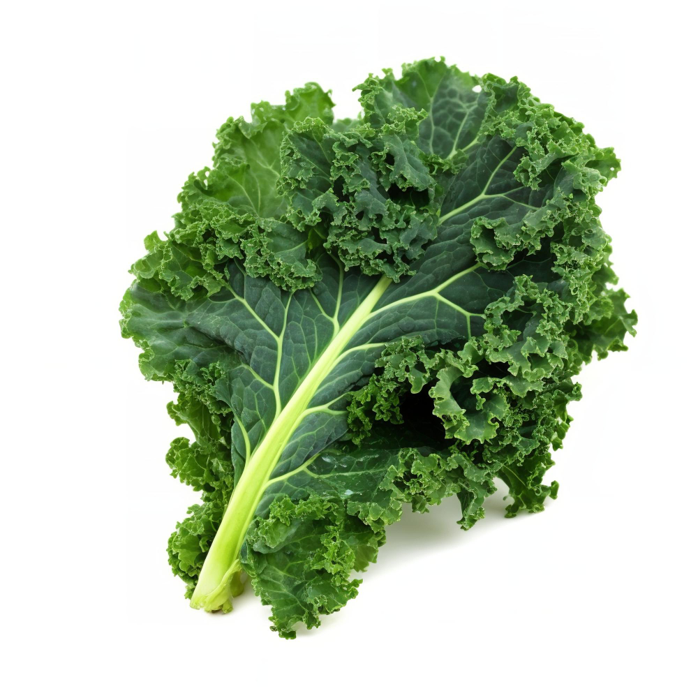 ปลูกผักสลัด kale