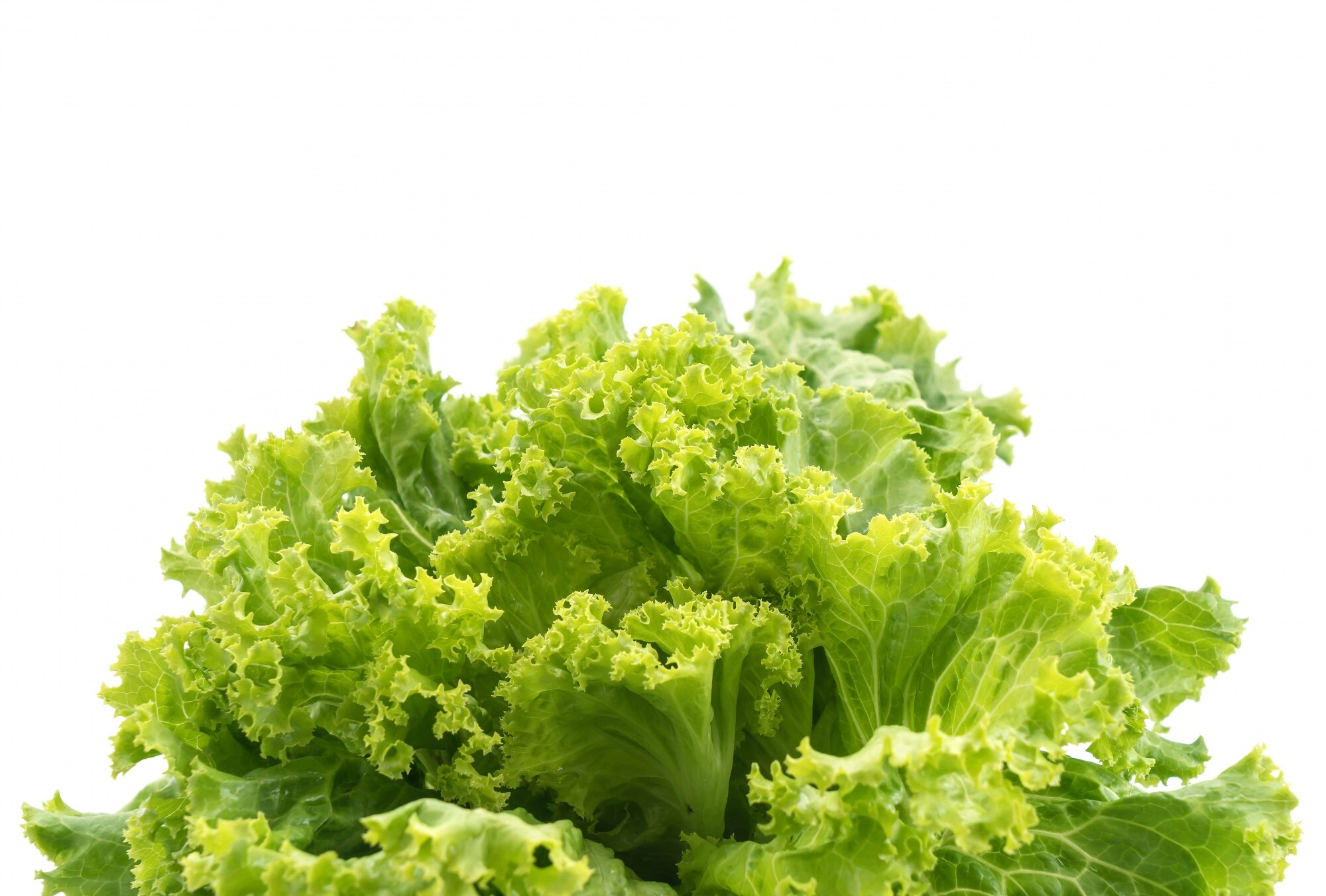 ปลูกผักสลัด lettuce